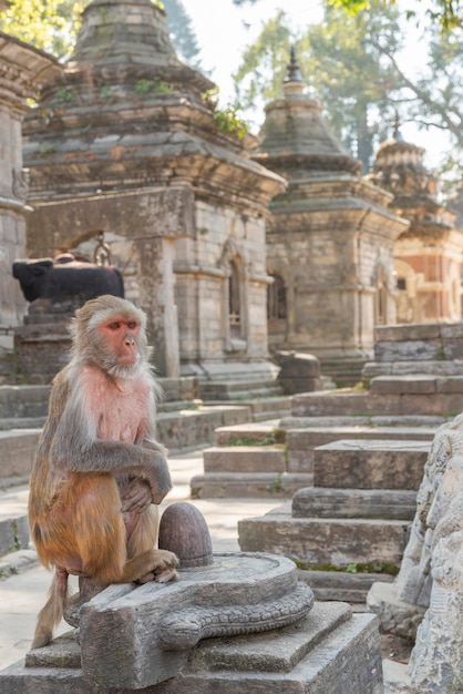 Monos en Pashupatinath