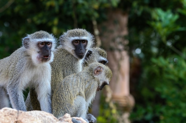 Monos en una roca en África