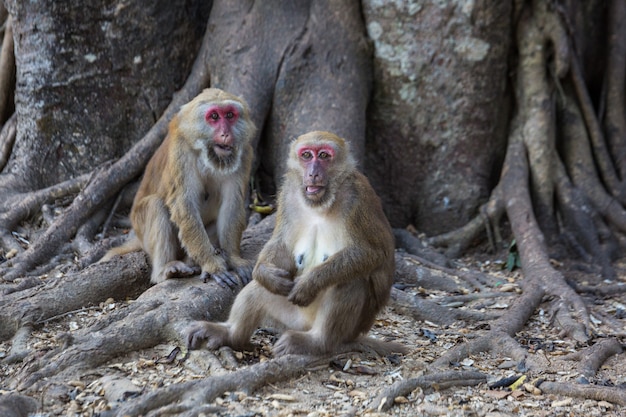 Monos salvajes, babuinos en Tailandia