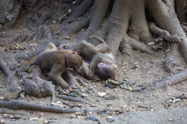 Monos salvajes, babuinos en Tailandia