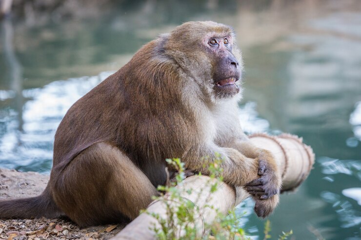 Foto monos salvajes, babuinos en tailandia
