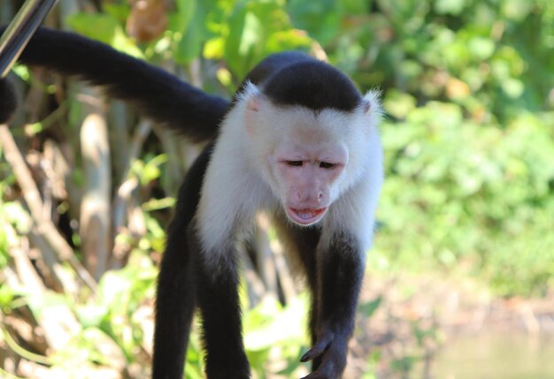 Los monos salvajes capuchinos piden comida a los turistas