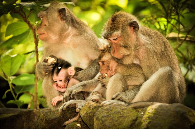 Foto los monos sentados al aire libre