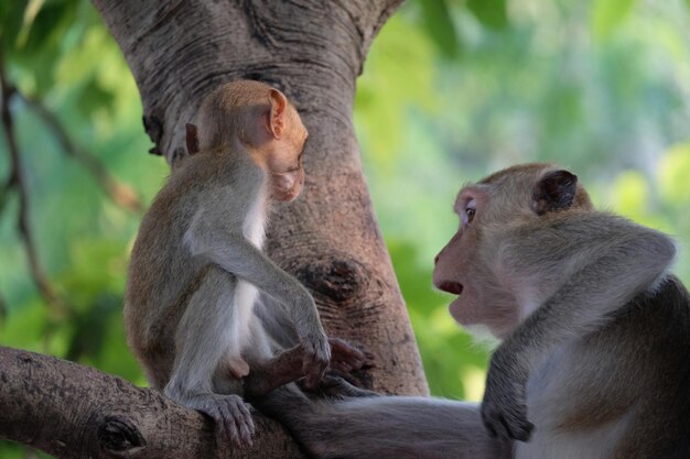 Los monos sentados en un árbol