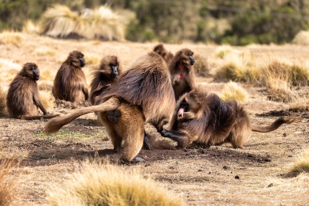 Foto los monos sentados en un campo