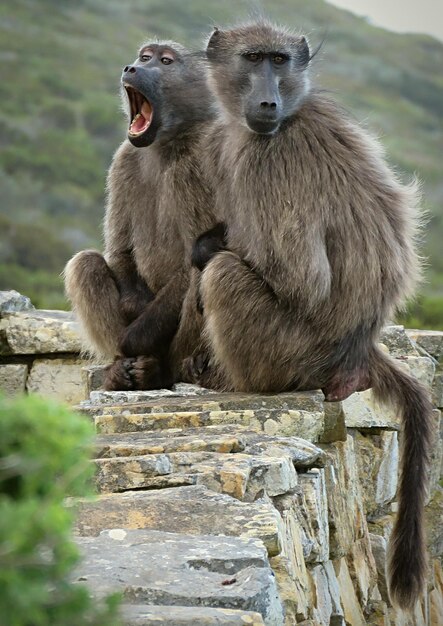 Foto los monos sentados en la pared de piedra