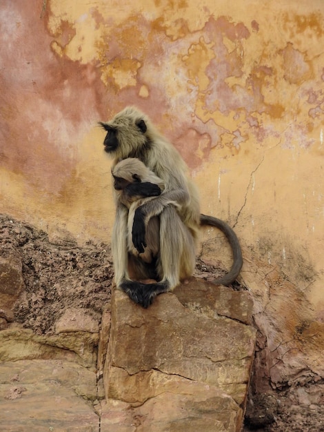 Los monos sentados en la roca contra la pared
