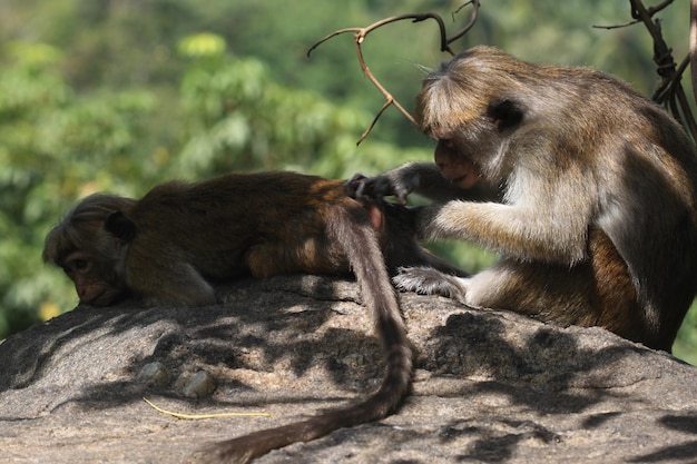 Los monos sentados en la roca