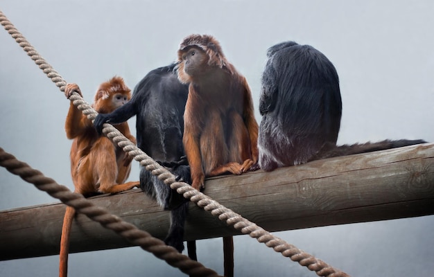 Los monos se sientan en un tronco de madera