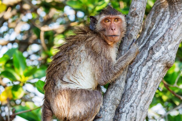 Monos en el templo de Indonesia