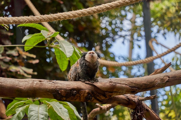 Monos Titi en el bosque de ramas