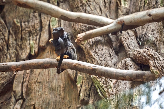 Monos Titi en el bosque de ramas