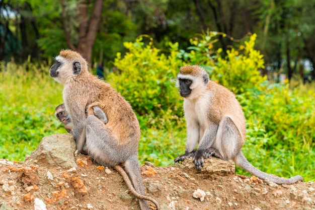 Monos Vervet en el Parque Nacional del Lago Manyara, Tanzania