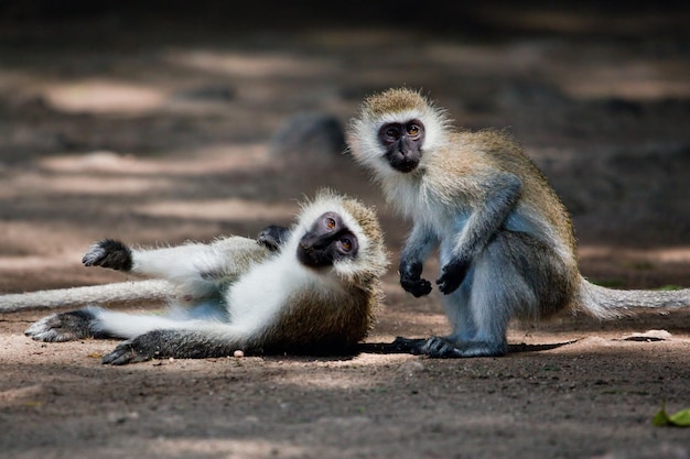 Los monos vervet Tsavo de Kenia Occidental África