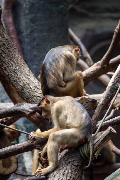 Foto los monos viven en el zoológico de praga