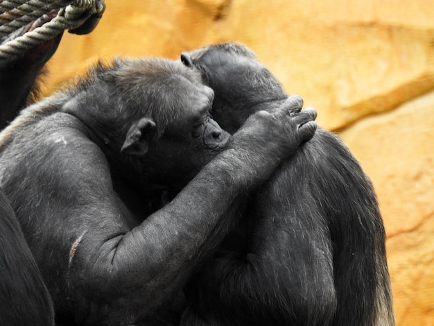 Foto los monos en el zoológico