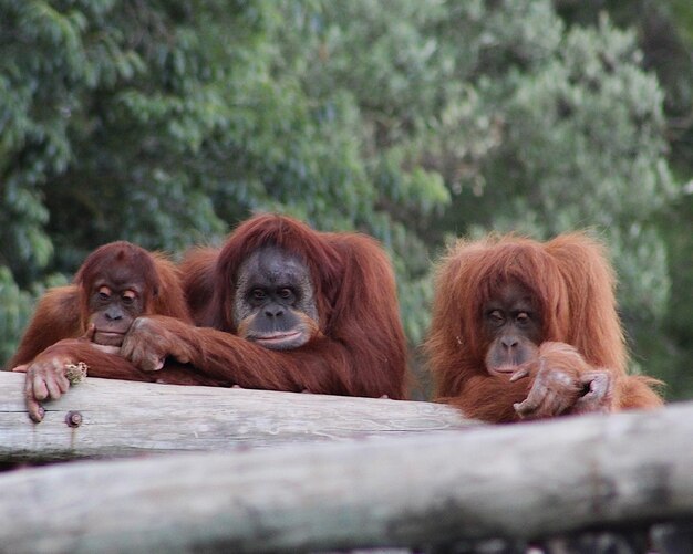 Foto los monos en el zoológico