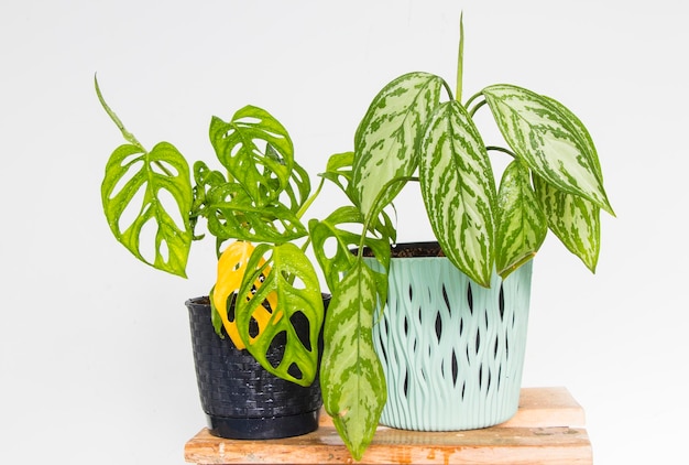 Monstera adansonii y Ficus elastica