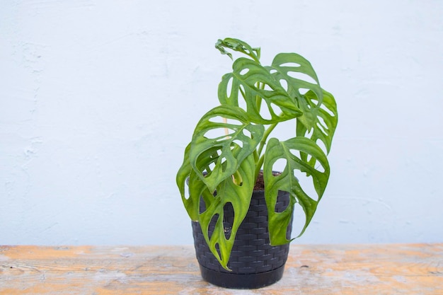 Monstera adansonii immergrüne Zimmerpflanze