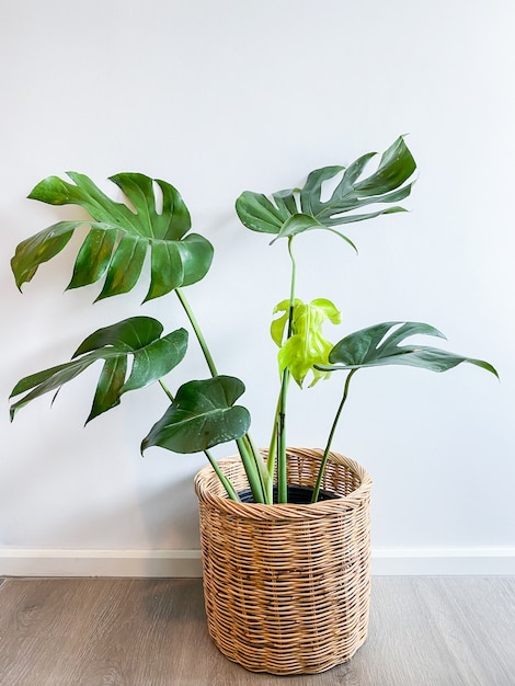 Monstera-Baum in einem Topf steht auf einem Holzboden