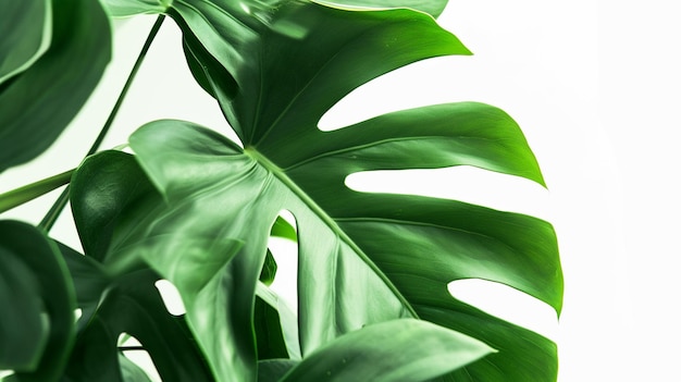 Monstera Blätter Blätter mit Isolate auf weißem Hintergrund Blätter auf weißem Generativ Ai