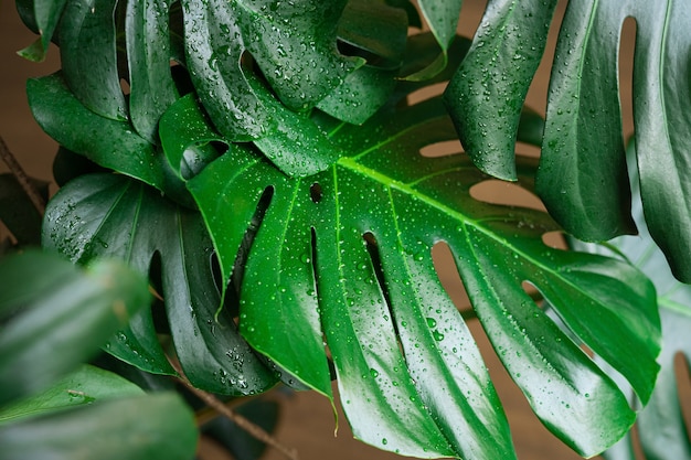 Monstera-Blätter hautnah mit Wassertropfen