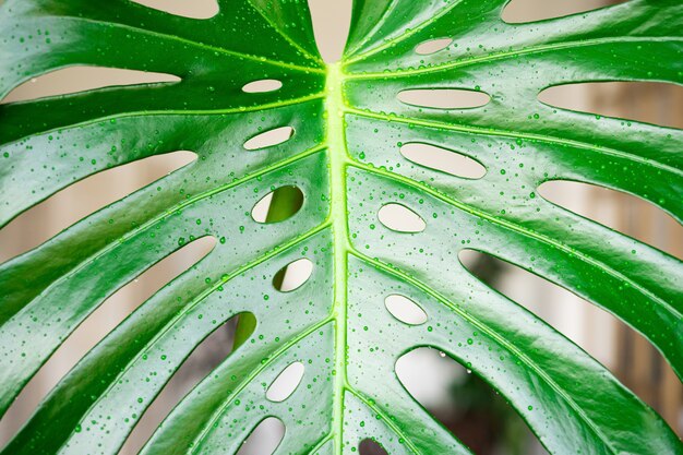 Monstera-Blätter hautnah mit Wassertropfen