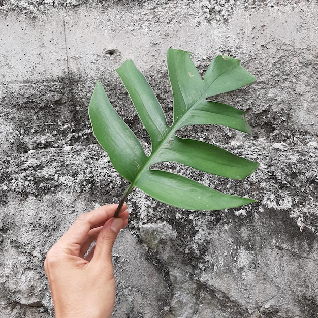 Monstera-Blätter mit Textur-Hintergrund