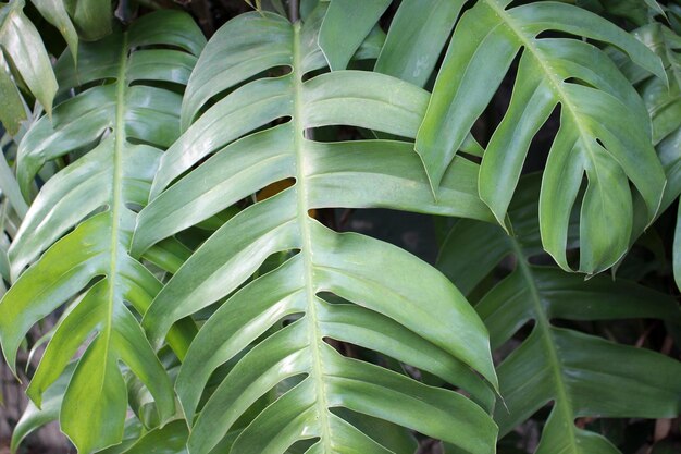 Monstera Blätter Nahaufnahme Foto für den Hintergrund