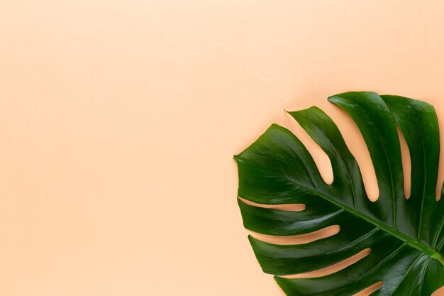 Monstera-Blatt auf farbigem Hintergrund. Palmblatt, echte tropische Dschungellaub Schweizer Käsepflanze. Flache Lage und Draufsicht.