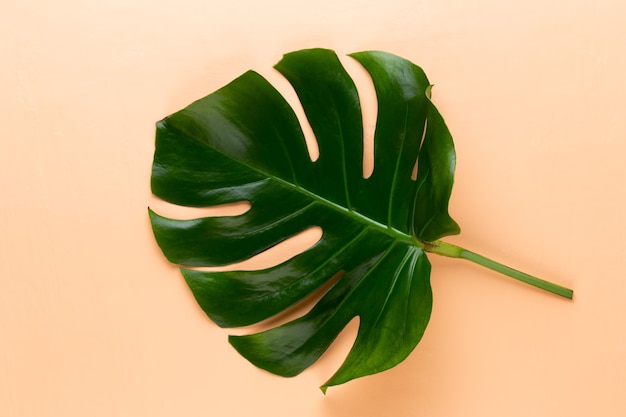 Monstera-Blatt auf farbigem Hintergrund. Palmblatt, echte tropische Dschungellaub Schweizer Käsepflanze. Flache Lage und Draufsicht.