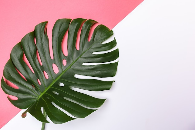 Monstera Blatt auf farbiger Oberfläche