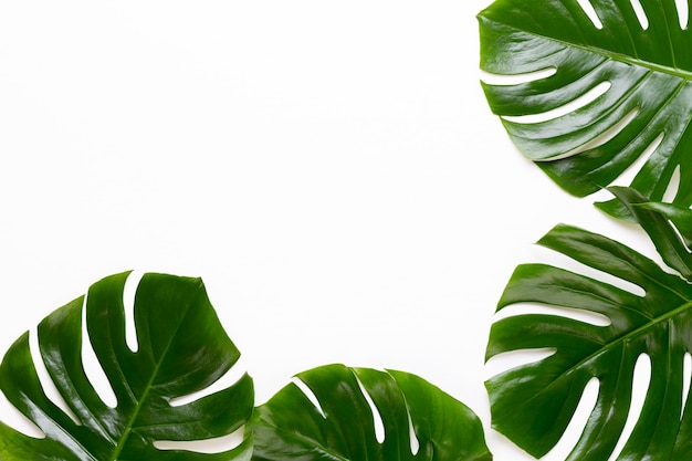 Monstera-Blatt auf weißem hölzernem Hintergrund. Flache Lage und Draufsicht.