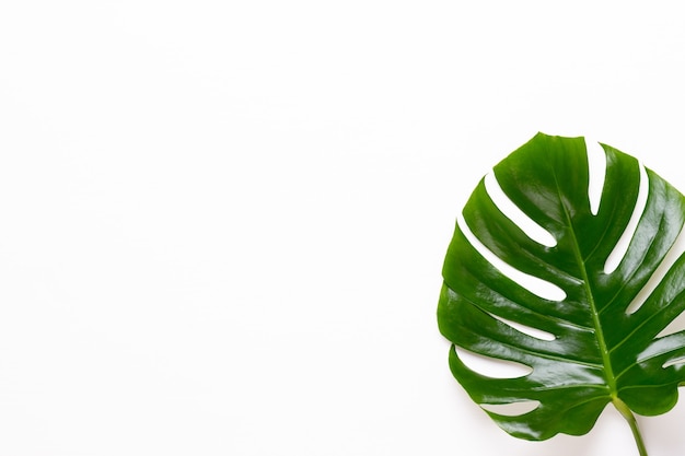 Monstera-Blatt auf weißem hölzernem Hintergrund