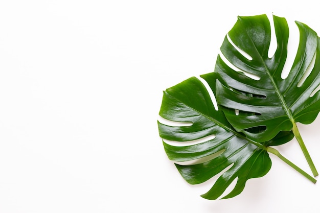 Monstera-Blatt auf weißem hölzernem Hintergrund