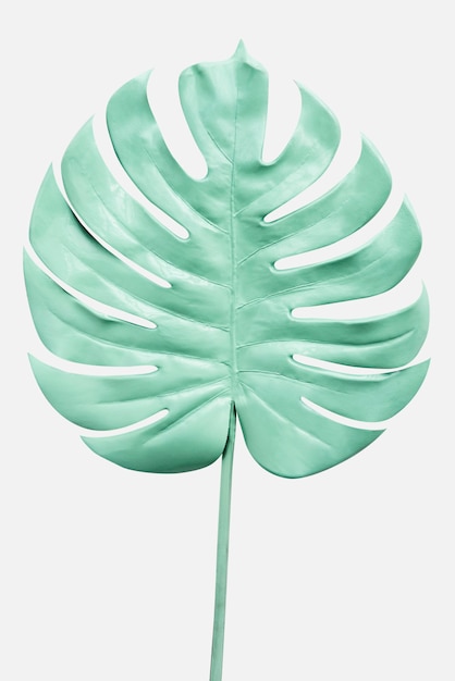 Foto monstera-blatt in mintgrün auf weißem hintergrund gemalt