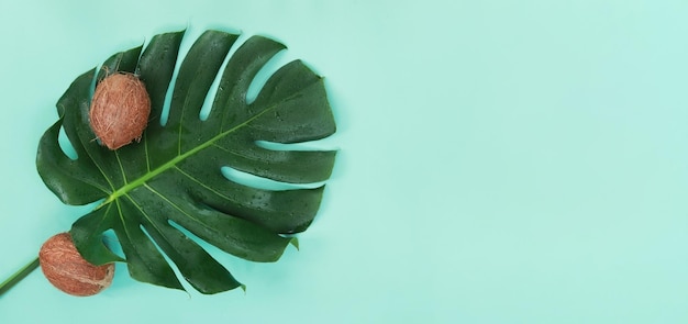 Monstera-Blatt mit Kokosnüssen auf blauem Hintergrund Tropischer grüner Blatt-Draufsicht-Kopienraum