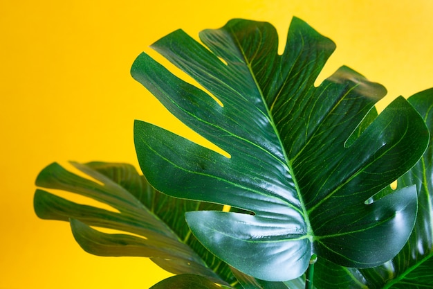 Monstera-Blatt-Nahaufnahme auf gelbem Hintergrund. Künstliche Zimmerpflanze