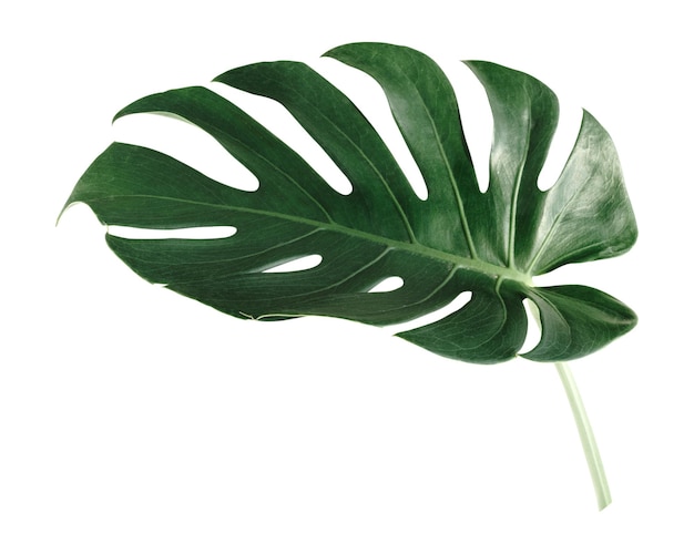 Monstera-Blatt png-Aufkleber botanischer durchsichtiger Hintergrund