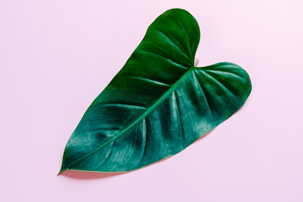 Monstera-Blatt