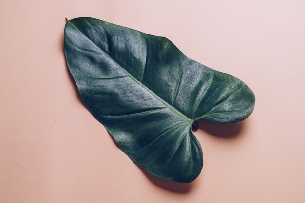 Monstera-Blatt