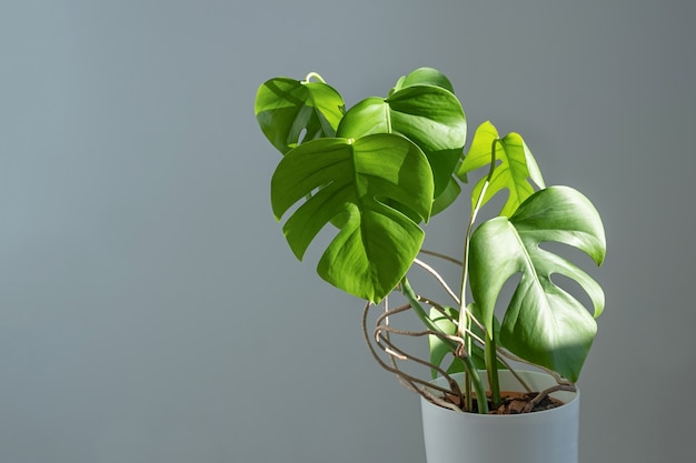 Monstera Blume in einem weißen Topf auf einem grauen Hintergrund