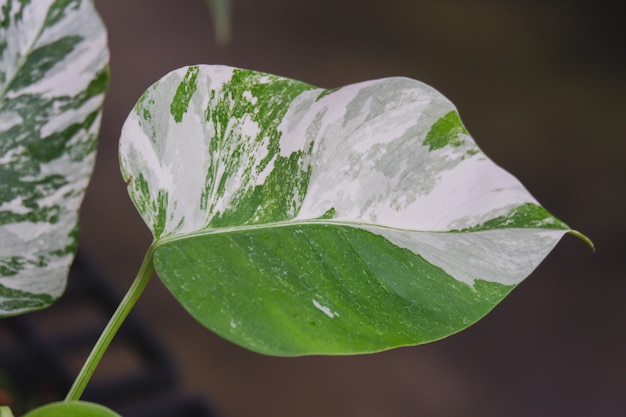 Monstera borsigiana albo folha variegada closeup planta de casa ornamental muito rara