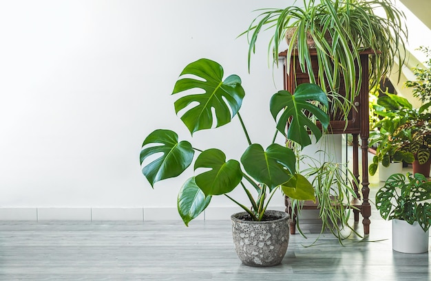 Monstera chlorophytum y otras plantas de interior en la habitación con paredes ligeras concepto de jardín de interior