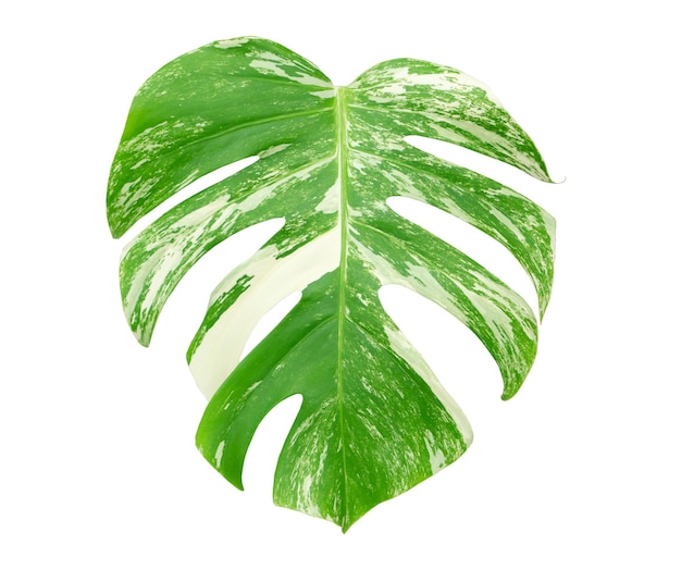 Monstera Constellation no fundo branco isolado