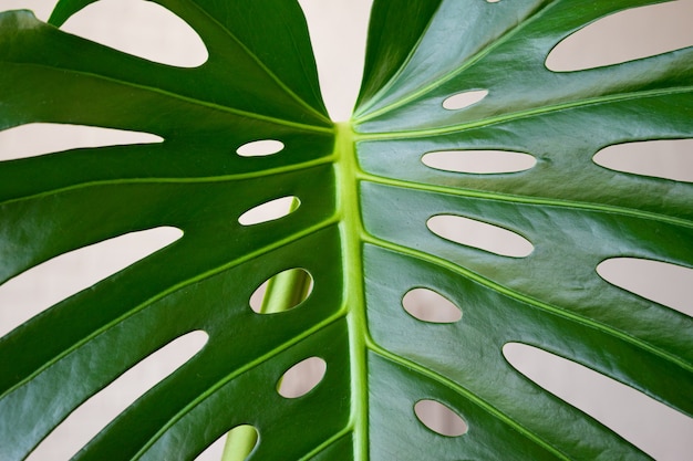 Monstera deixa close-up.