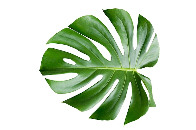 Monstera deixa folhas com isolado em fundo branco Folhas em branco