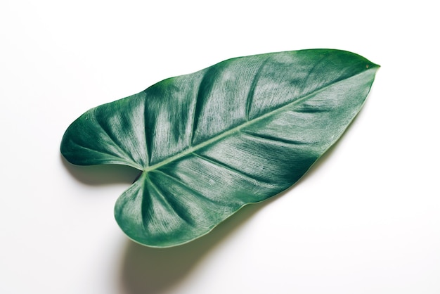 Monstera deixa na tabela de cores