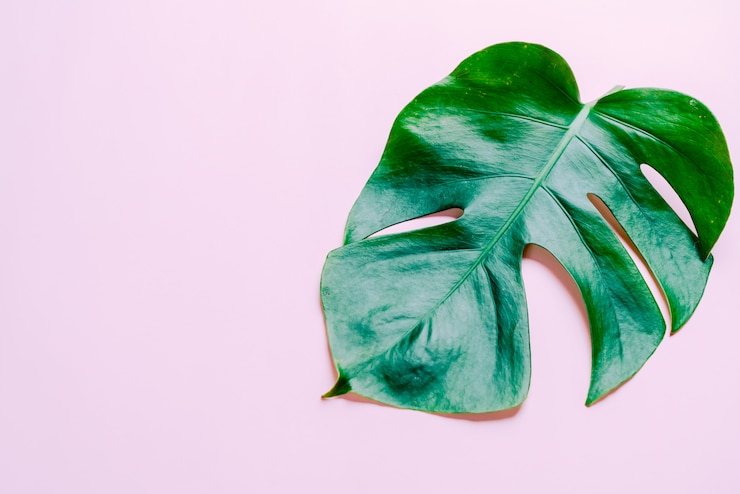 Foto monstera deja en color
