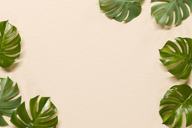 Monstera deja un fondo de textura natural